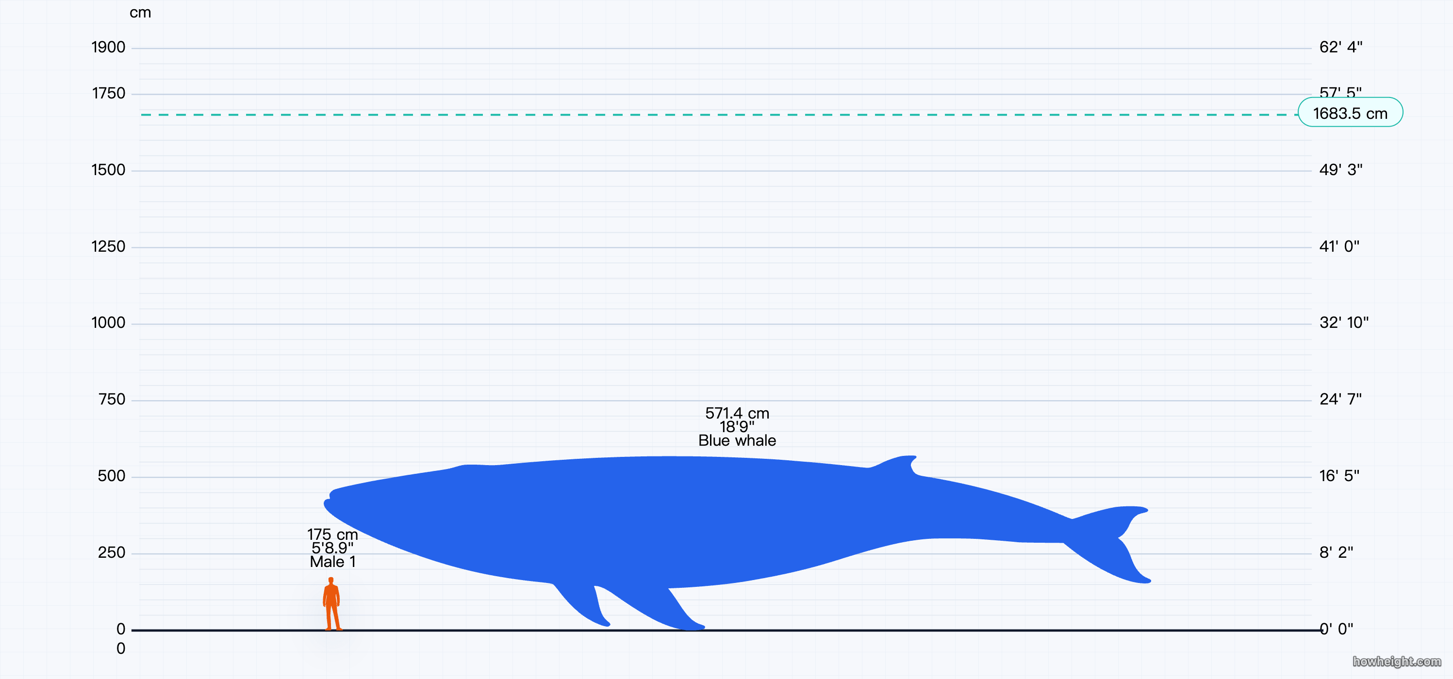 Blue whale size comparison preview on a shared visual scale