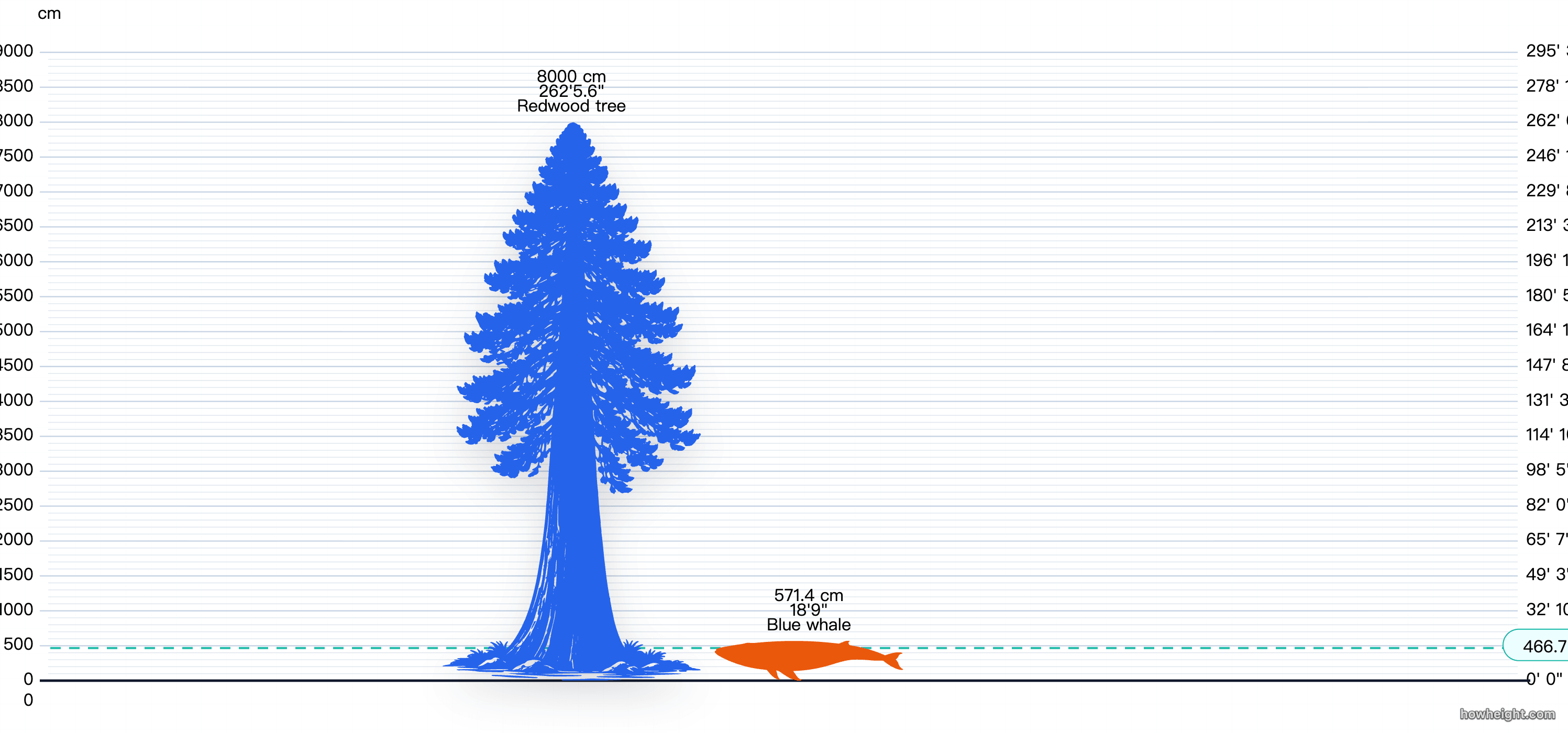 World's tallest tree size reference compared on the same scale as a blue whale